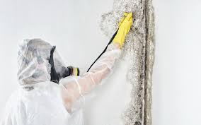 Best Mold Remediation for Healthcare Facilities  in Hillsborough, CA